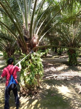 Pandemic forces Malaysian palm industry to rethink reliance on foreign labour