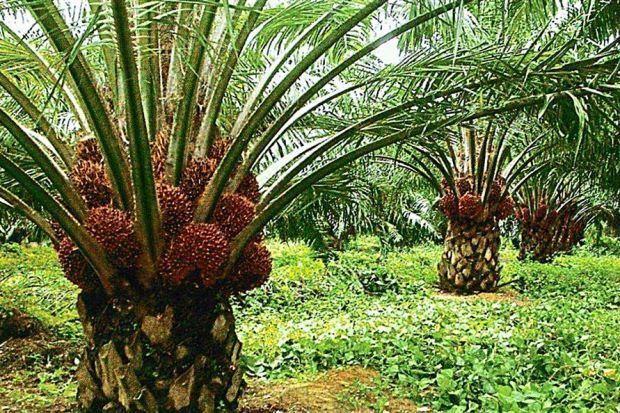 The wonders of palm oil