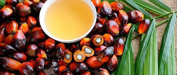 GOLDEN CHANCE FOR PALM OIL